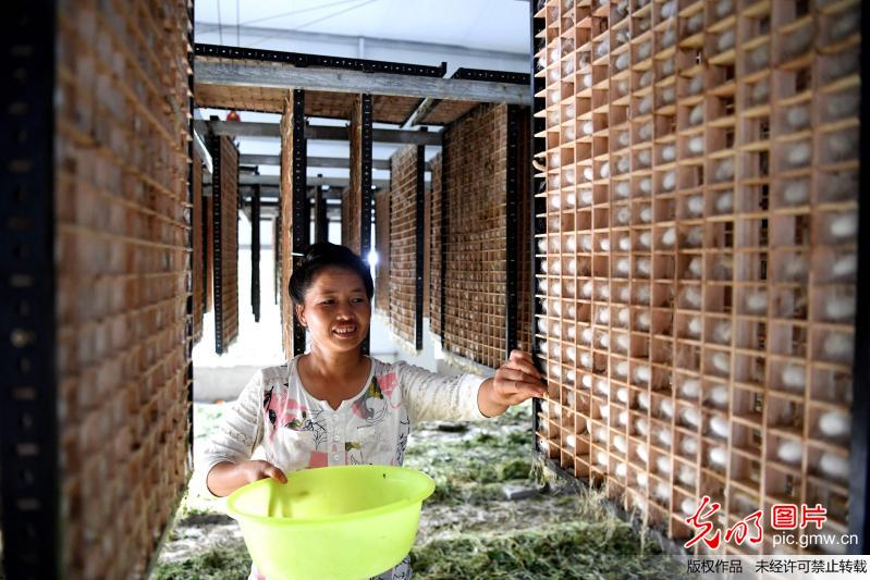 贵州榕江：规模发展种桑养蚕 结构调整促增收