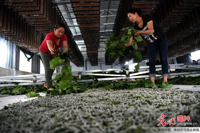 贵州榕江：规模发展种桑养蚕 结构调整促增收