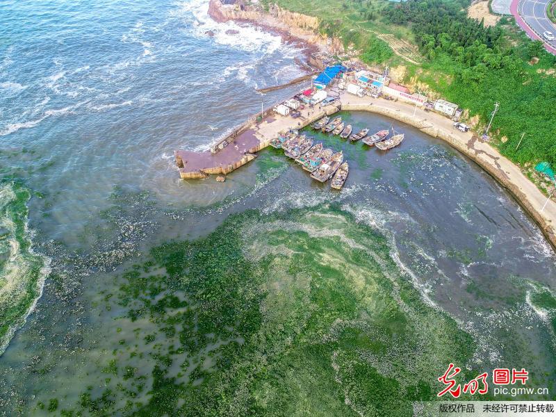 青岛甘水湾海域遭“浒苔”偷袭