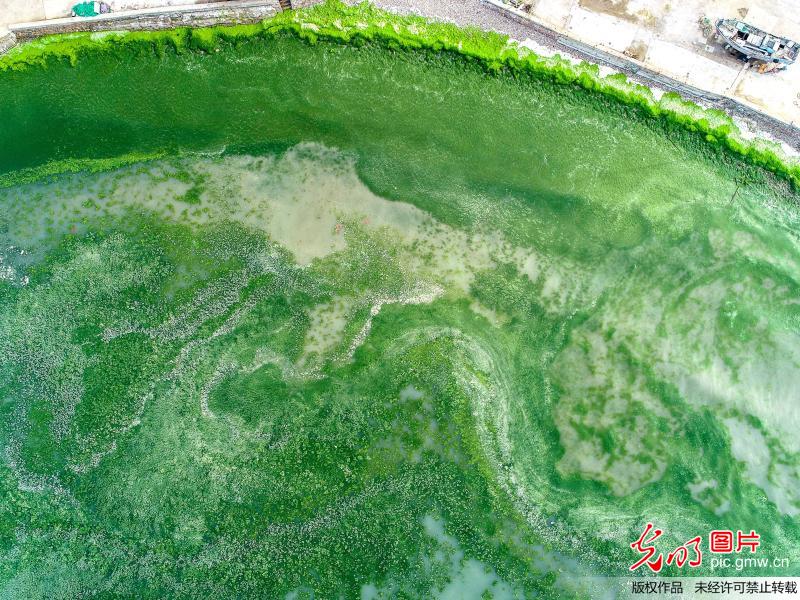 青岛甘水湾海域遭“浒苔”偷袭