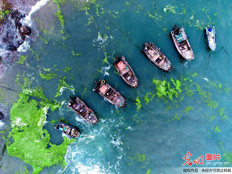 青岛甘水湾海域遭“浒苔”偷袭