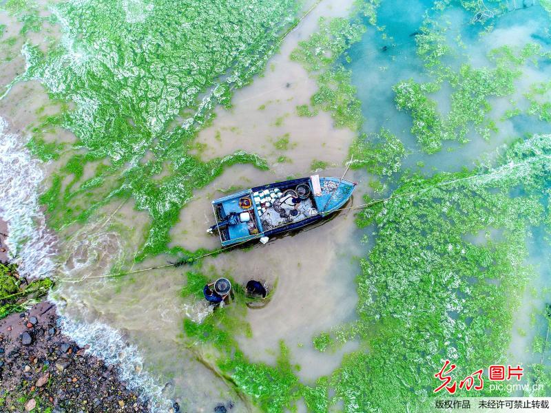 青岛甘水湾海域遭“浒苔”偷袭
