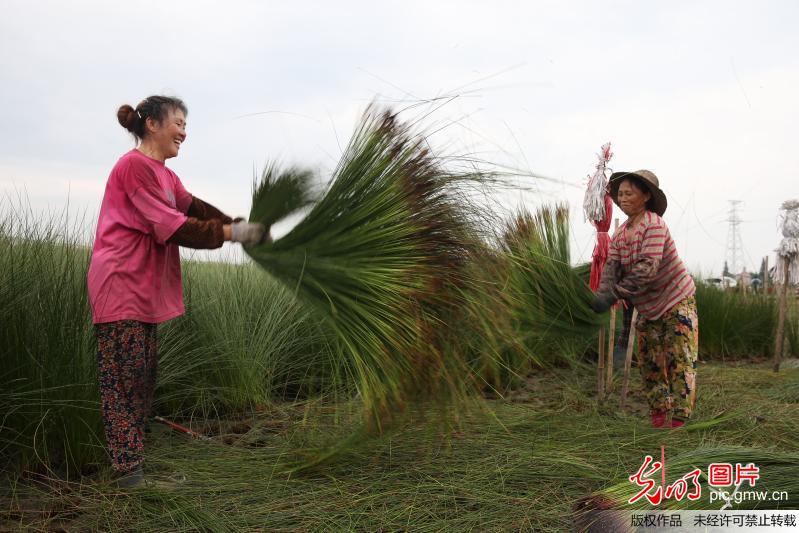 四川眉山蔺草迎来收割季