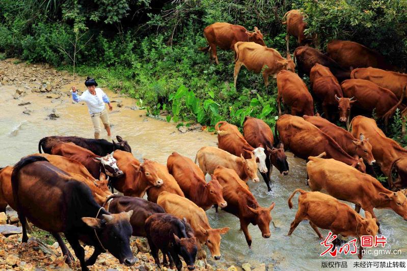 贵州榕江：养殖合作社助农增收