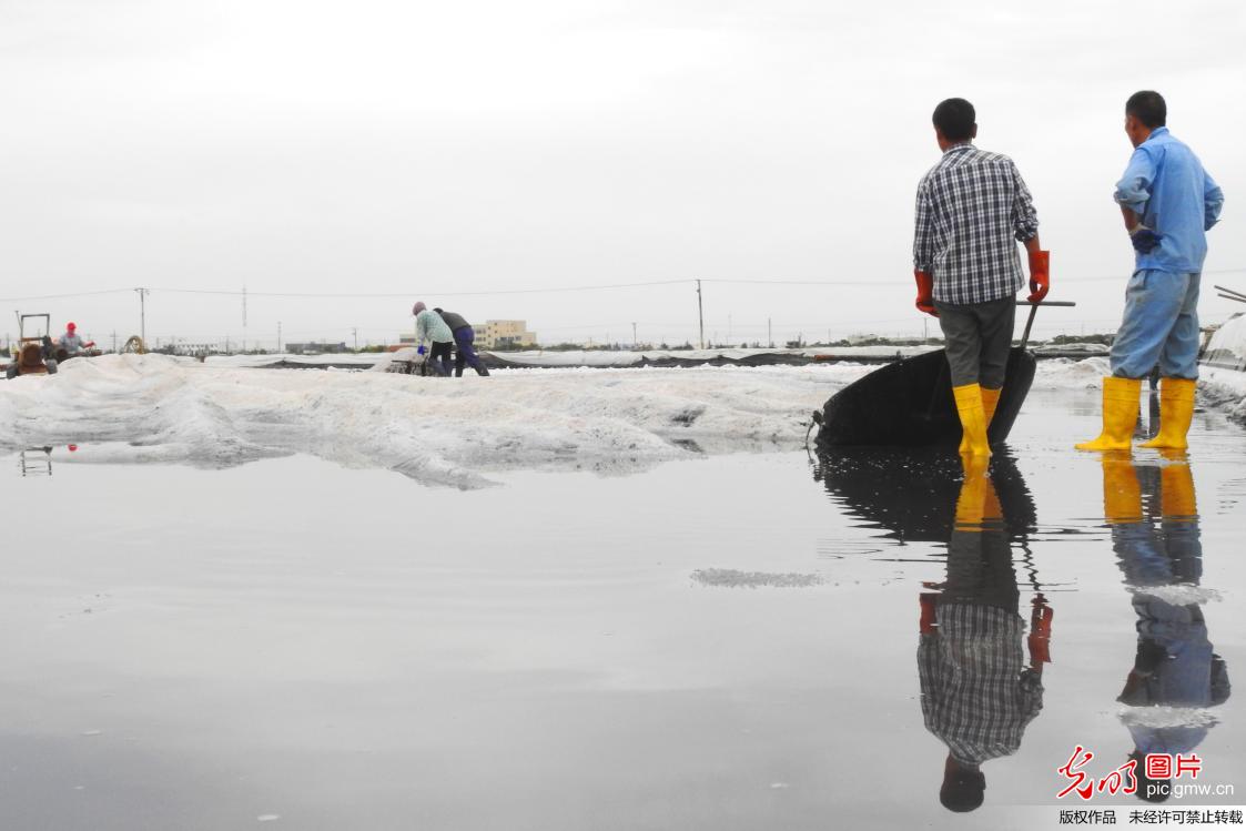 江苏连云港淮盐丰收“秋扒”忙 江苏连云港淮盐丰收“秋扒”忙