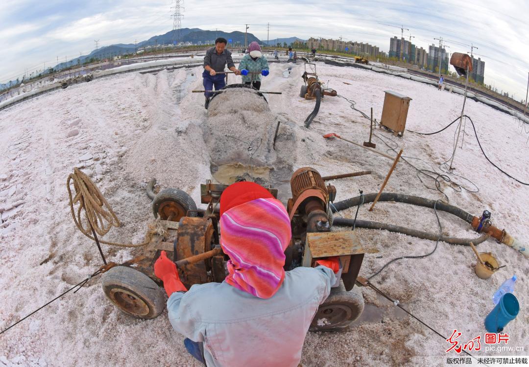 江苏连云港淮盐丰收“秋扒”忙 江苏连云港淮盐丰收“秋扒”忙