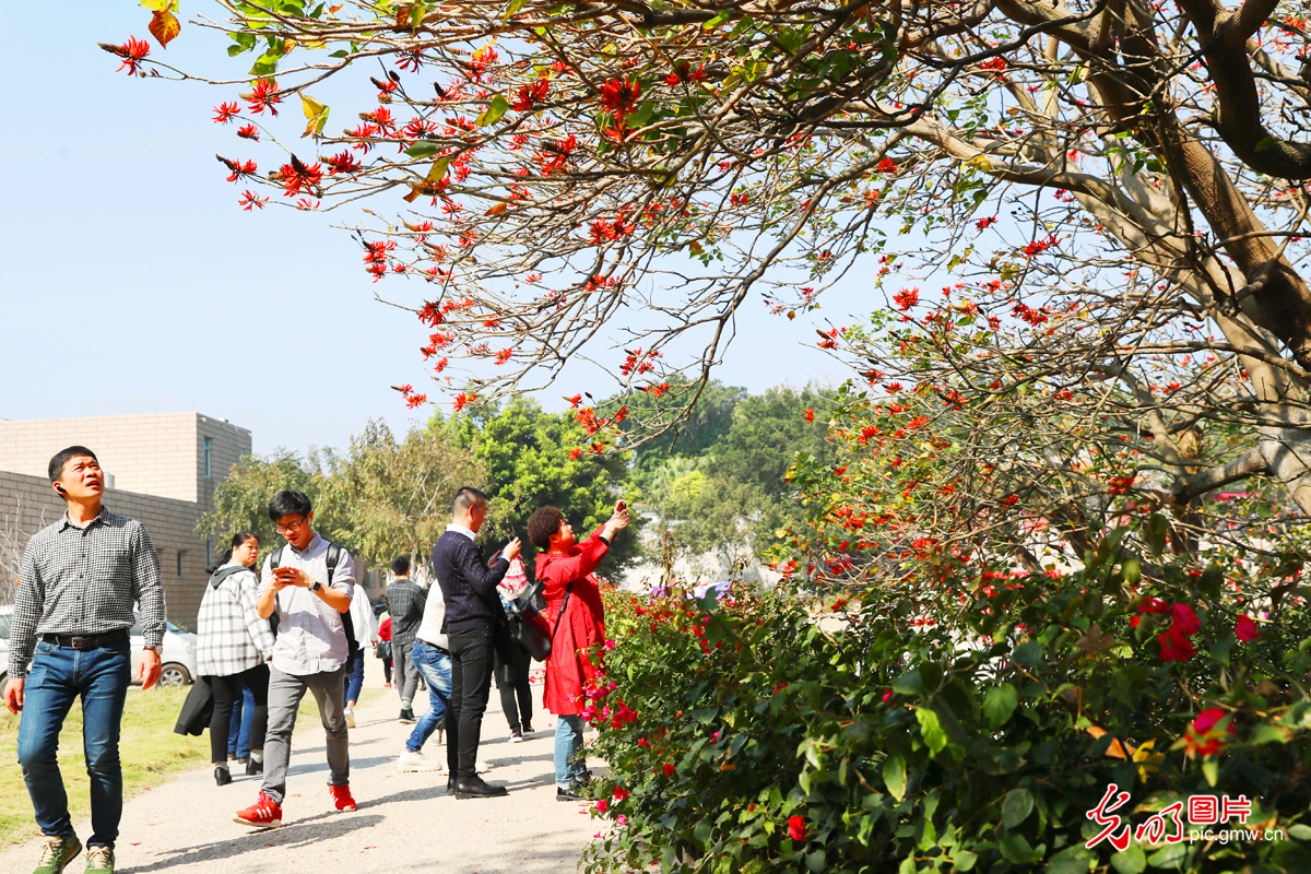 新春走基层：漳州东山岛花团锦簇旅游热