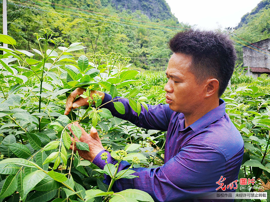 壮族汉子身残志坚走上致富路