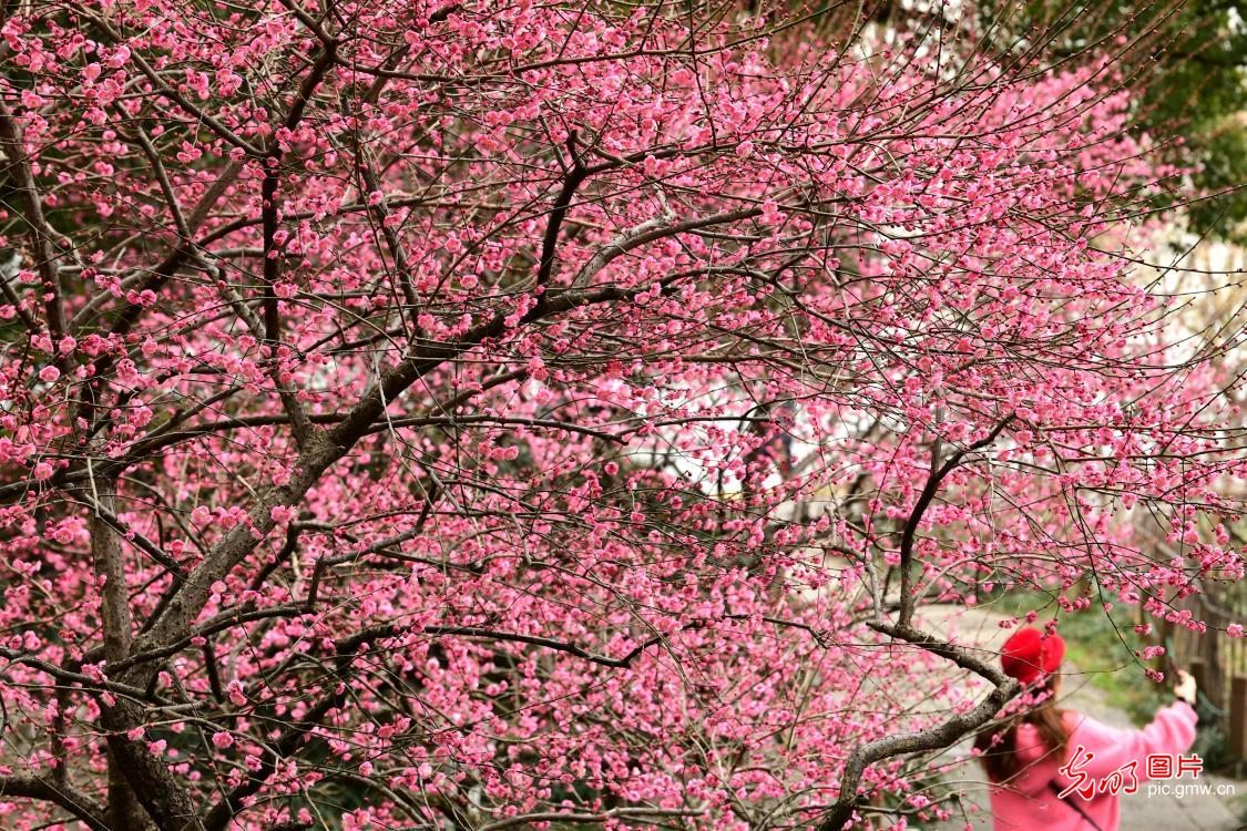 浙江杭州：西湖梅花喜迎客