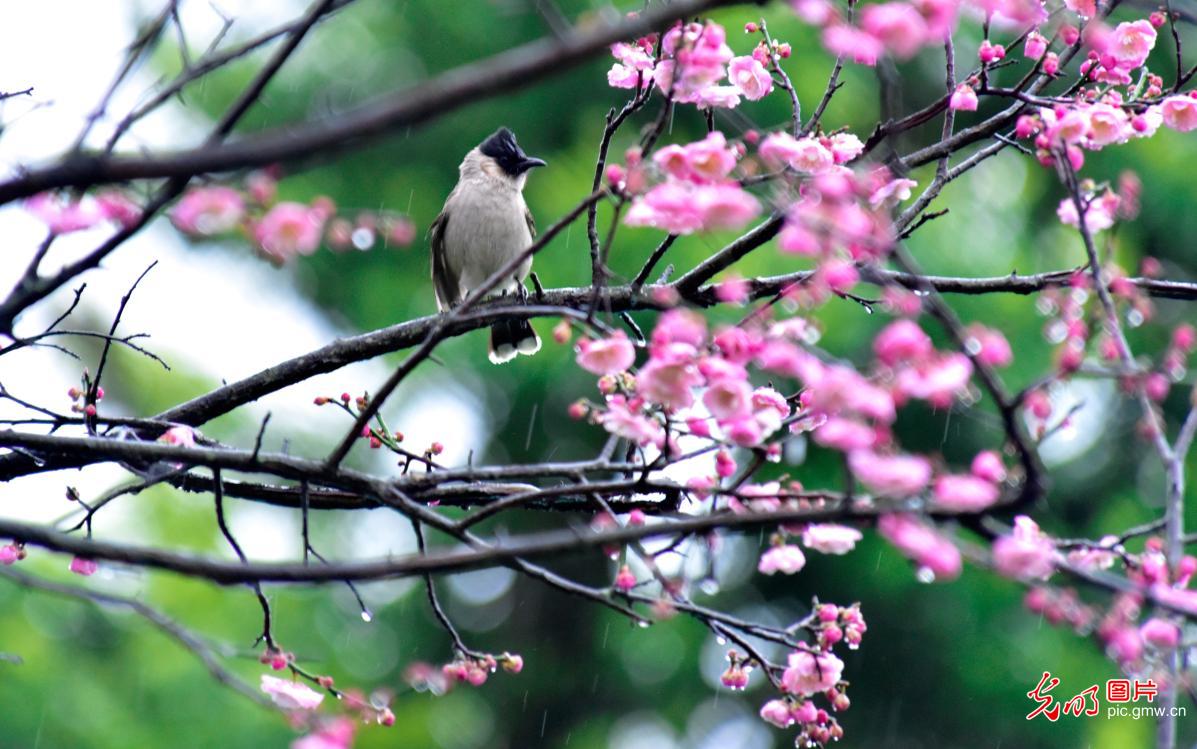 云南弥勒：梅花绽放喜迎春