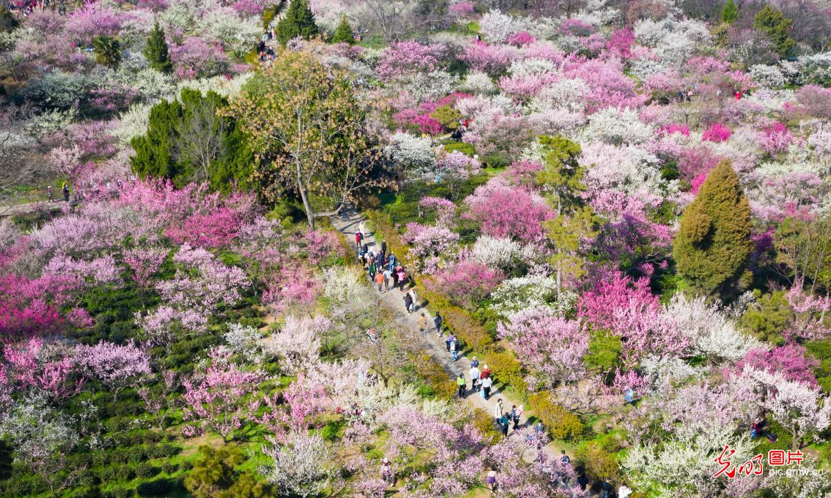 南京国际梅花节开幕