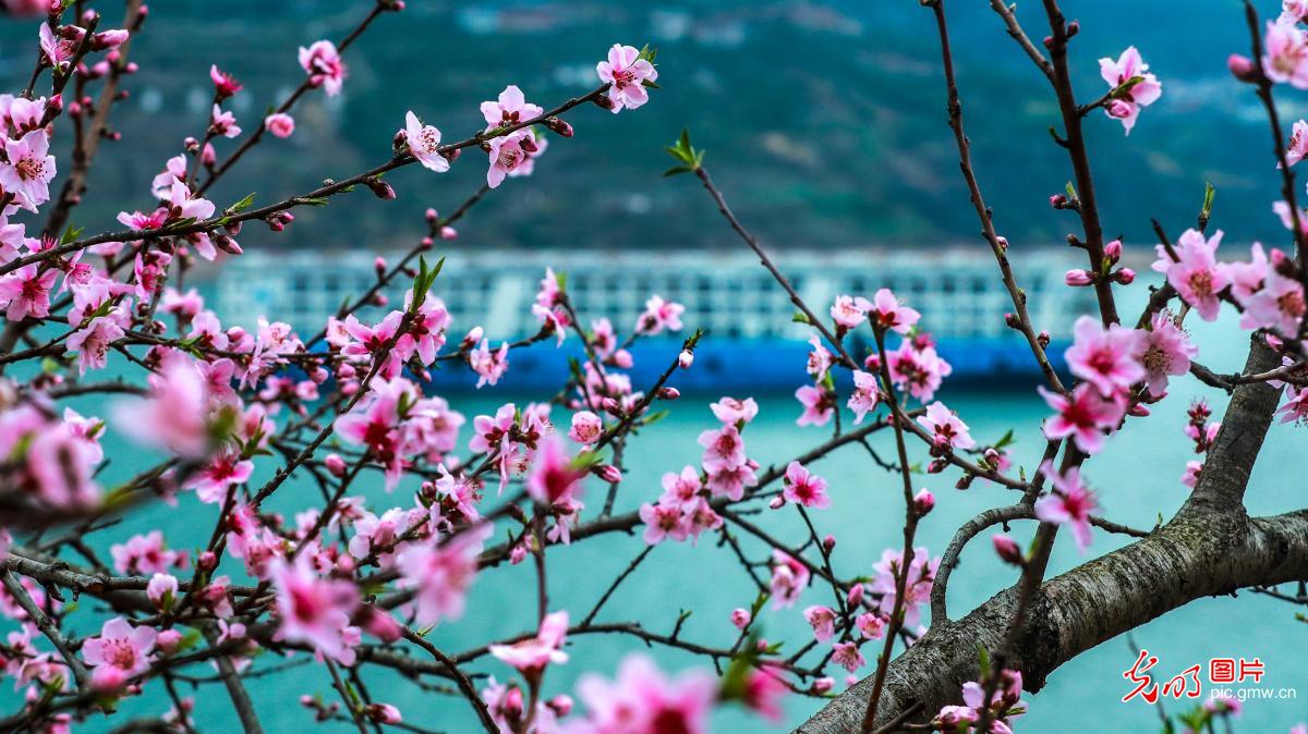 湖北秭归：花红水碧三峡美