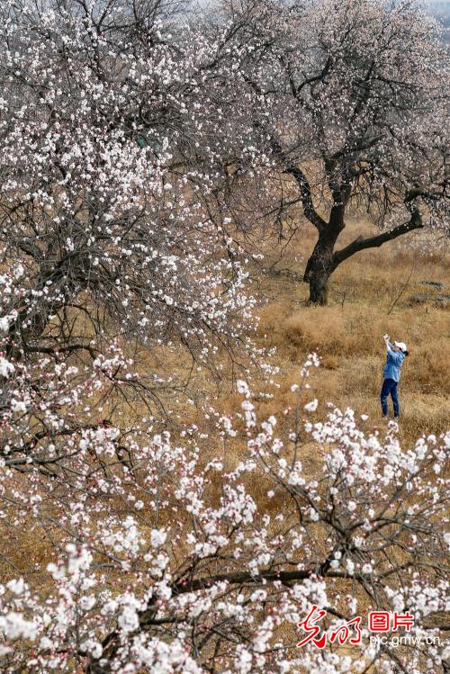 河南三门峡：杏花枝头笑，花香扑面来