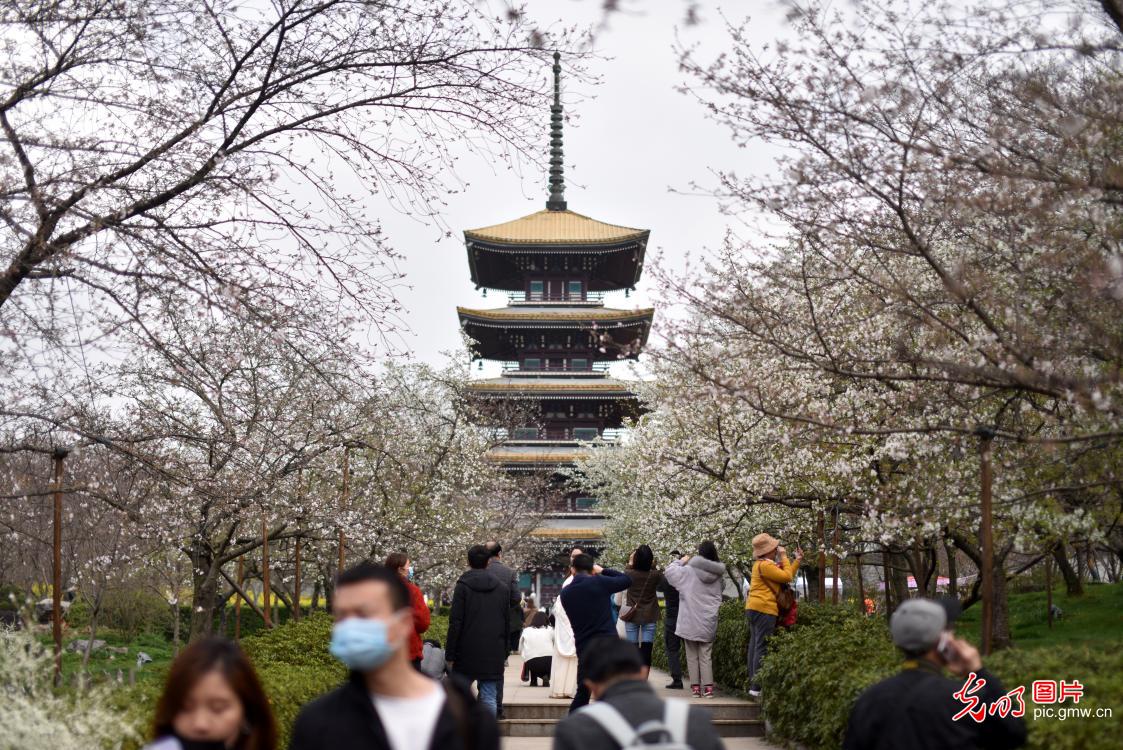 湖北武汉：东湖樱花迎春绽放