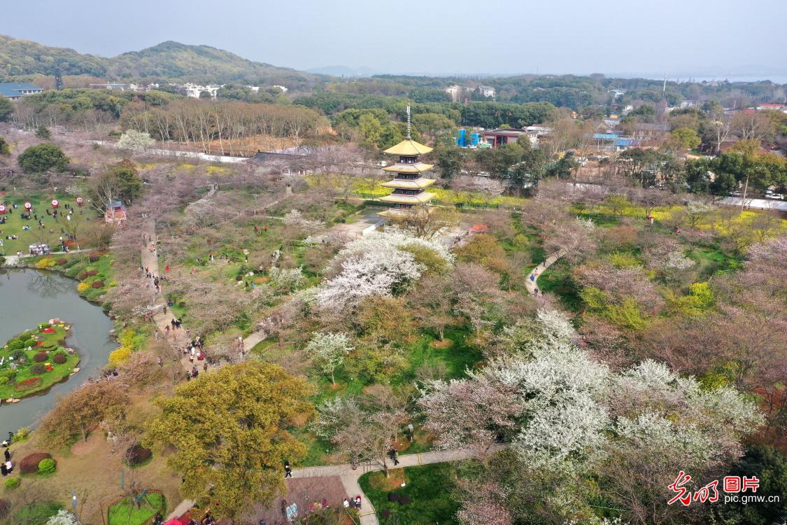 湖北武汉：东湖樱花迎春绽放