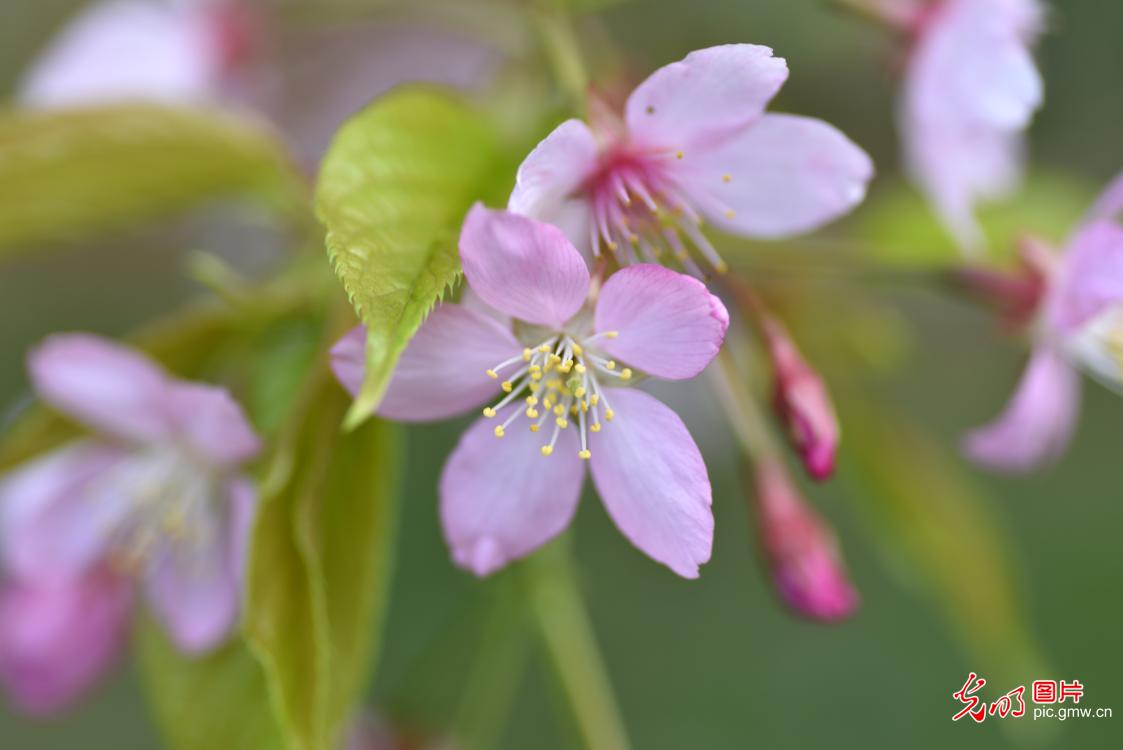 湖北武汉：东湖樱花迎春绽放