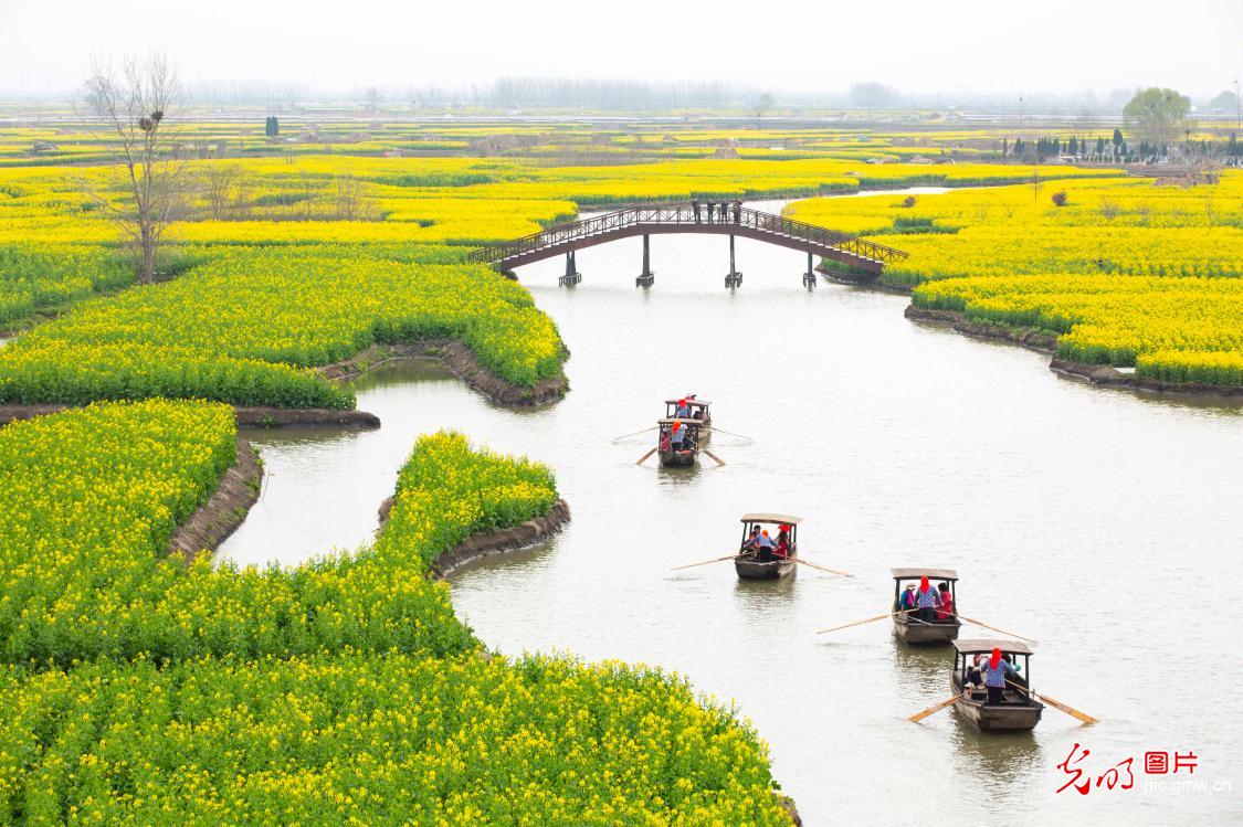 江苏兴化：千垛花开迎客来