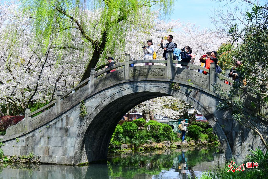 浙江杭州：曲院风荷樱花醉游人