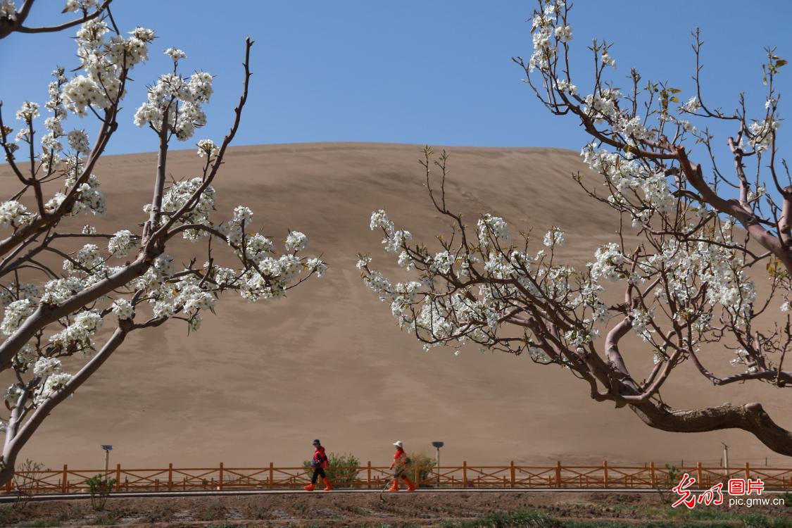 甘肃敦煌：花开鸣沙山引客来