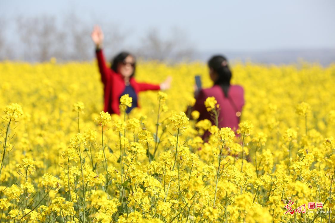 甘肃平凉：千亩油菜花海引客来