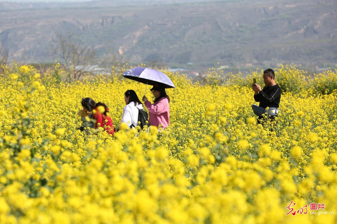 甘肃平凉：千亩油菜花海引客来