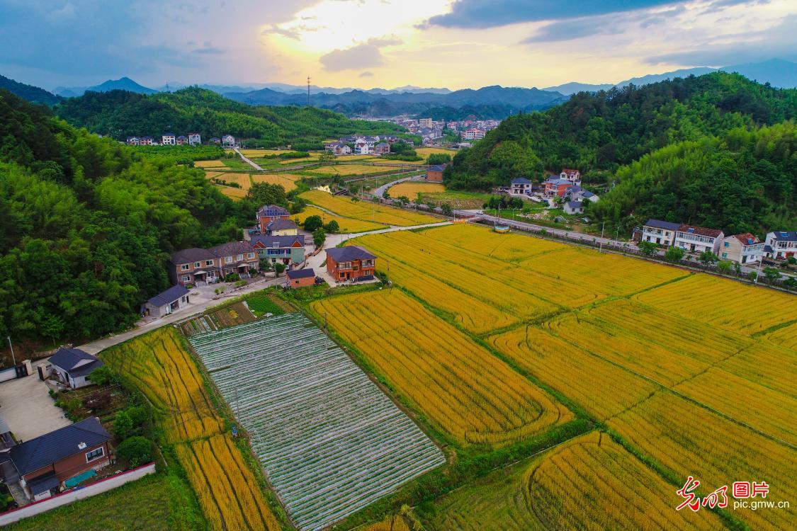 浙江杭州：美丽乡村 产业兴旺