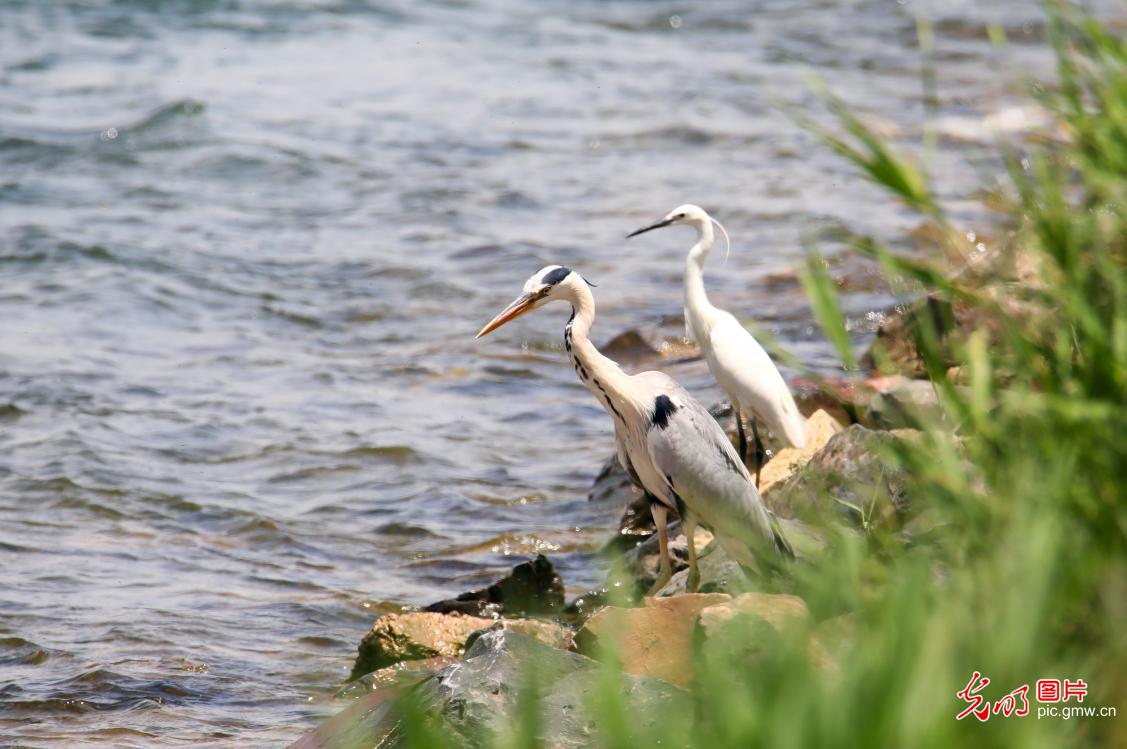 鹭舞黄河湿地