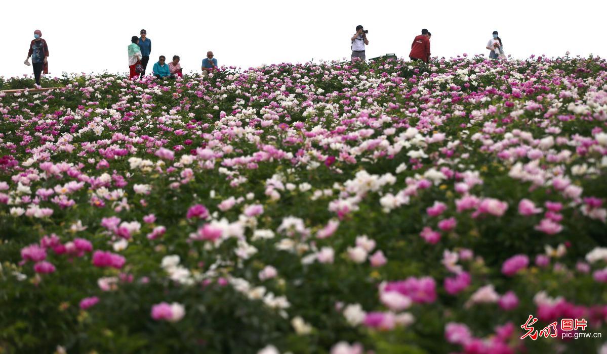 新疆博乐：芍药花开迎客来