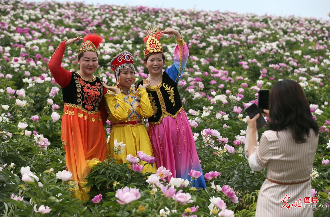 新疆博乐：芍药花开迎客来