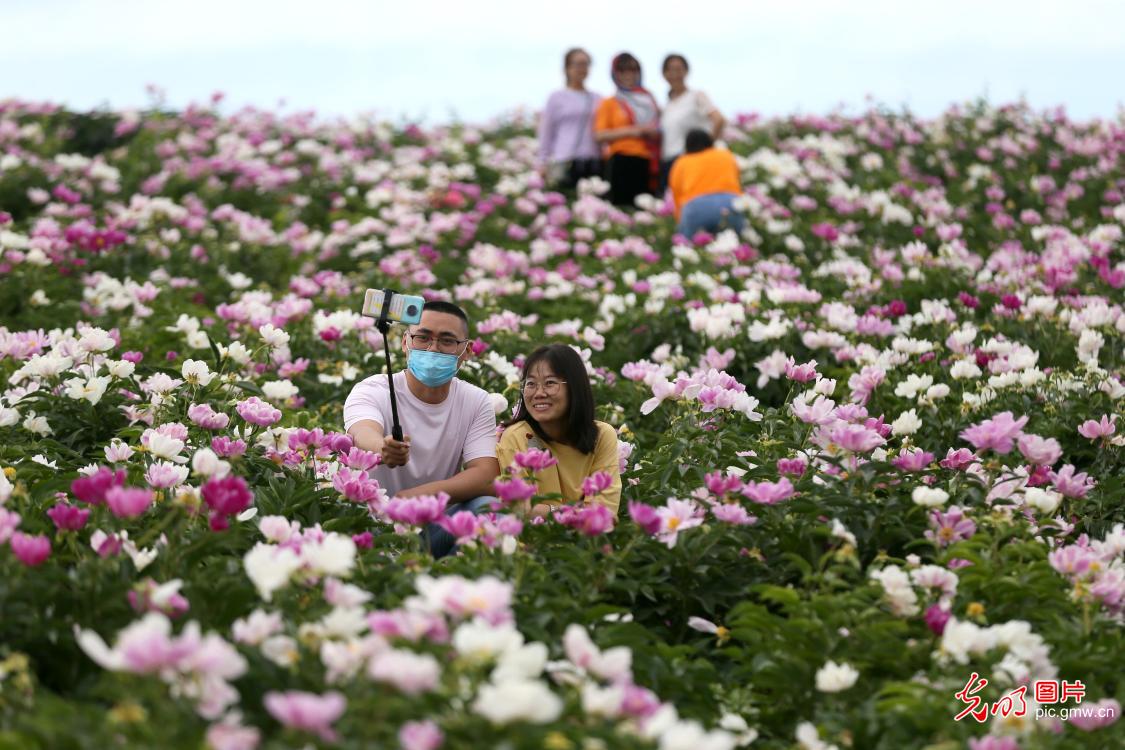 新疆博乐：芍药花开迎客来