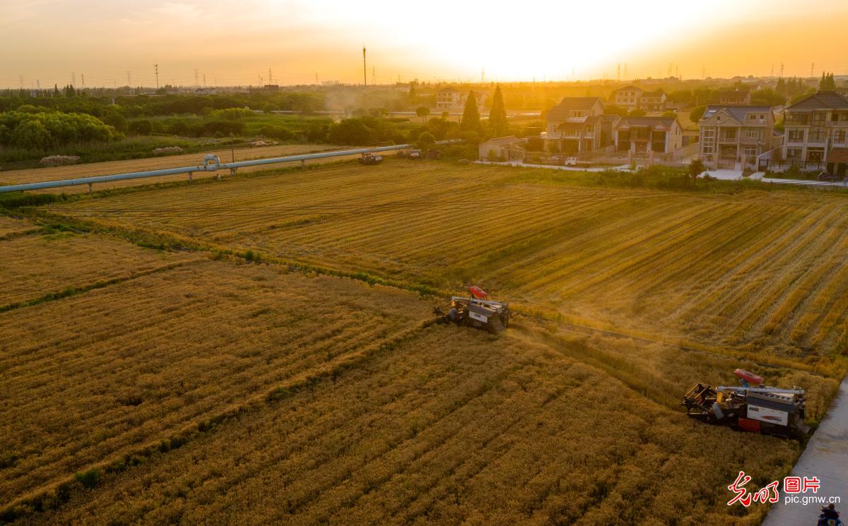 江苏太仓：夕阳美景伴夏收