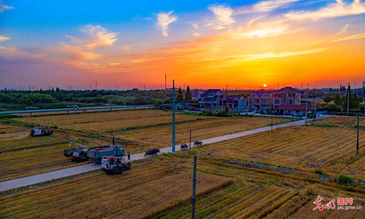 江苏太仓：夕阳美景伴夏收