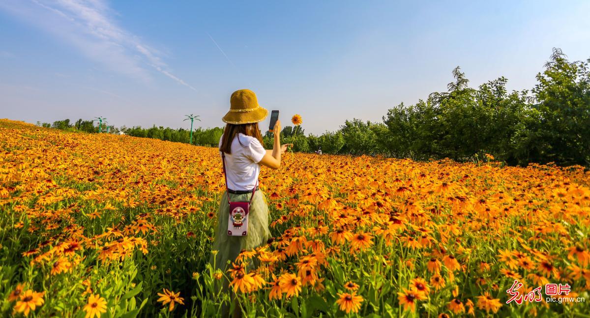 河北邯郸：花海炫彩引客来