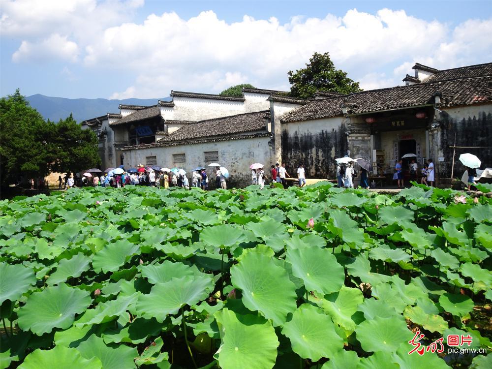 画里宏村夏游热