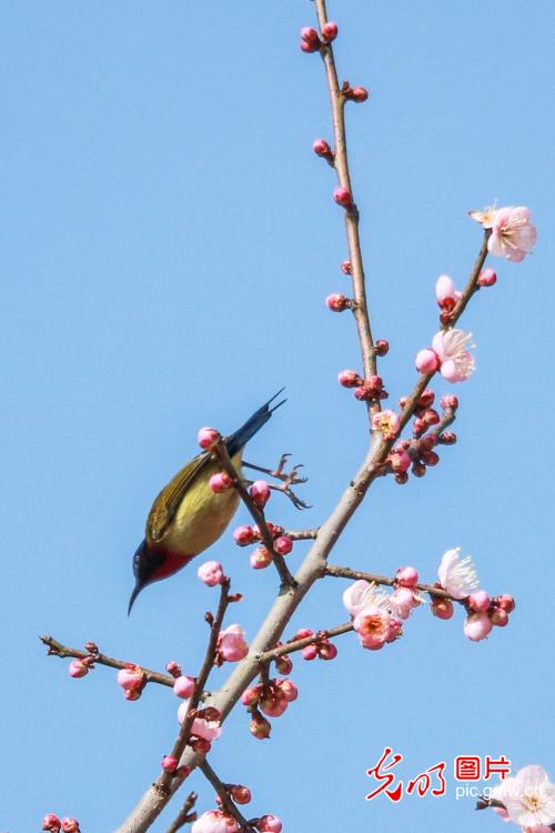 太阳鸟 梅梢俏