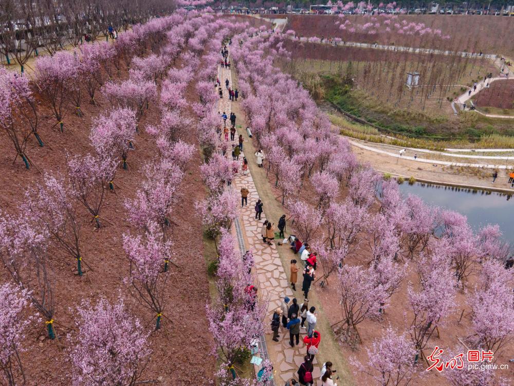 重庆：1600余株美人梅绽放