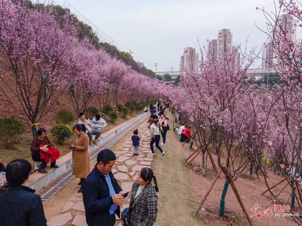 重庆：1600余株美人梅绽放