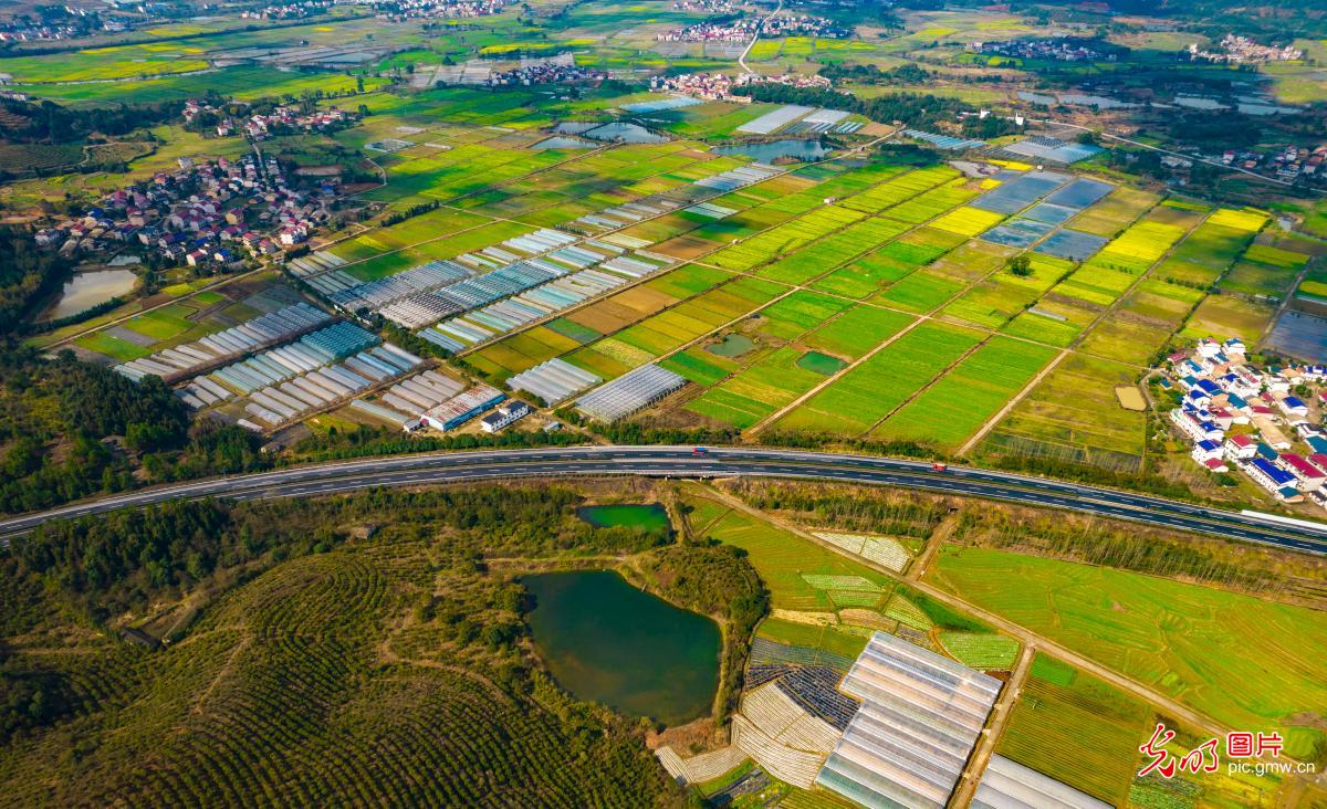 蔬菜小镇春意浓