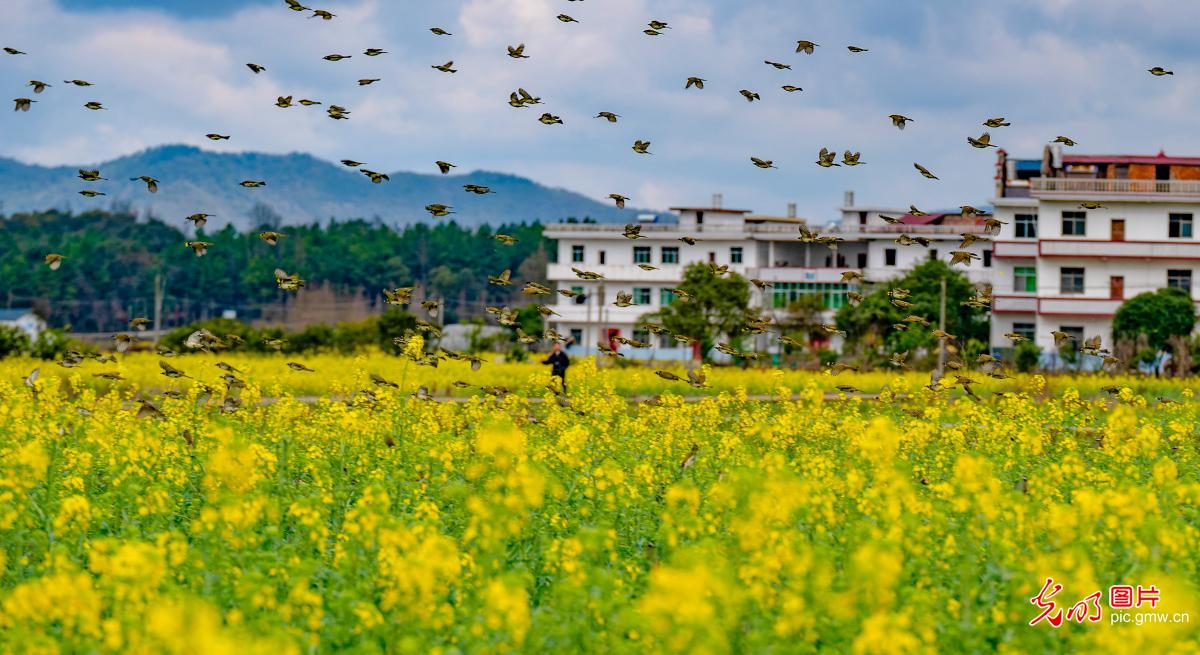 蔬菜小镇春意浓