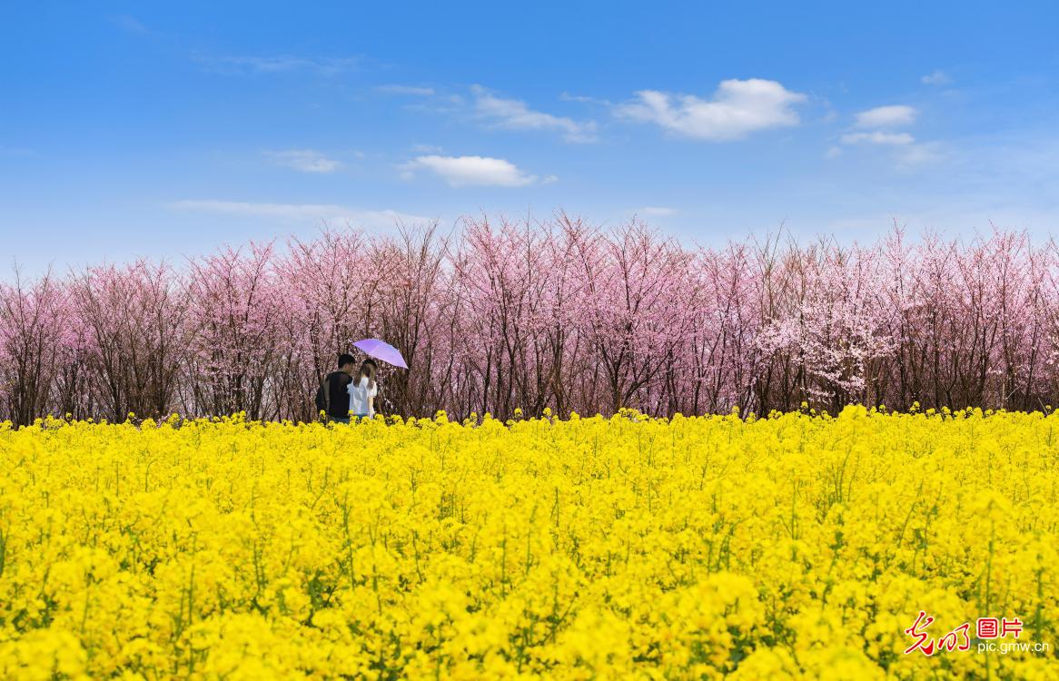 安徽郎溪：千亩樱花如约开 美丽乡村入画来