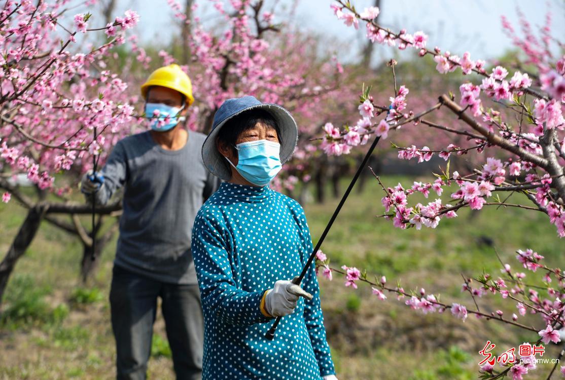 江苏泰州：清明时节忙农事