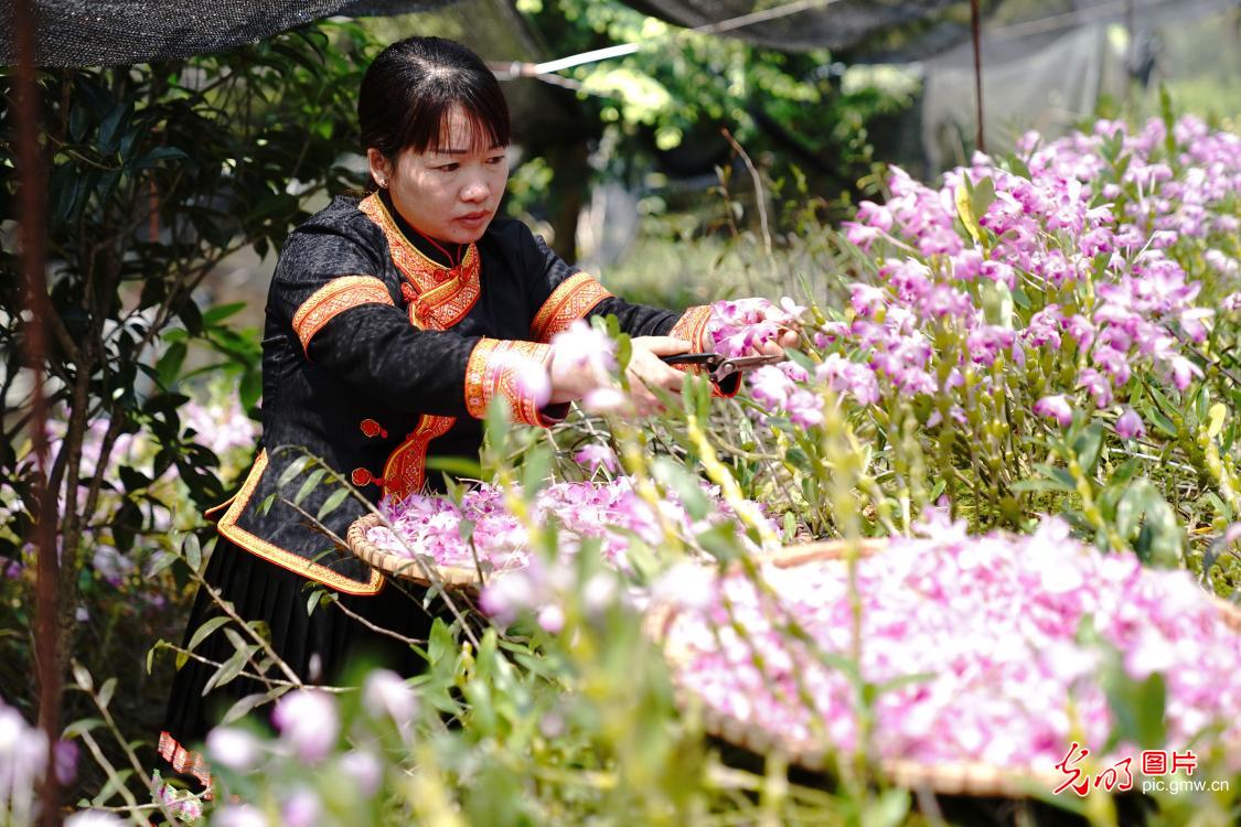 【组图】花开盛世：特色花果产业“闯出”乡村致富新路子