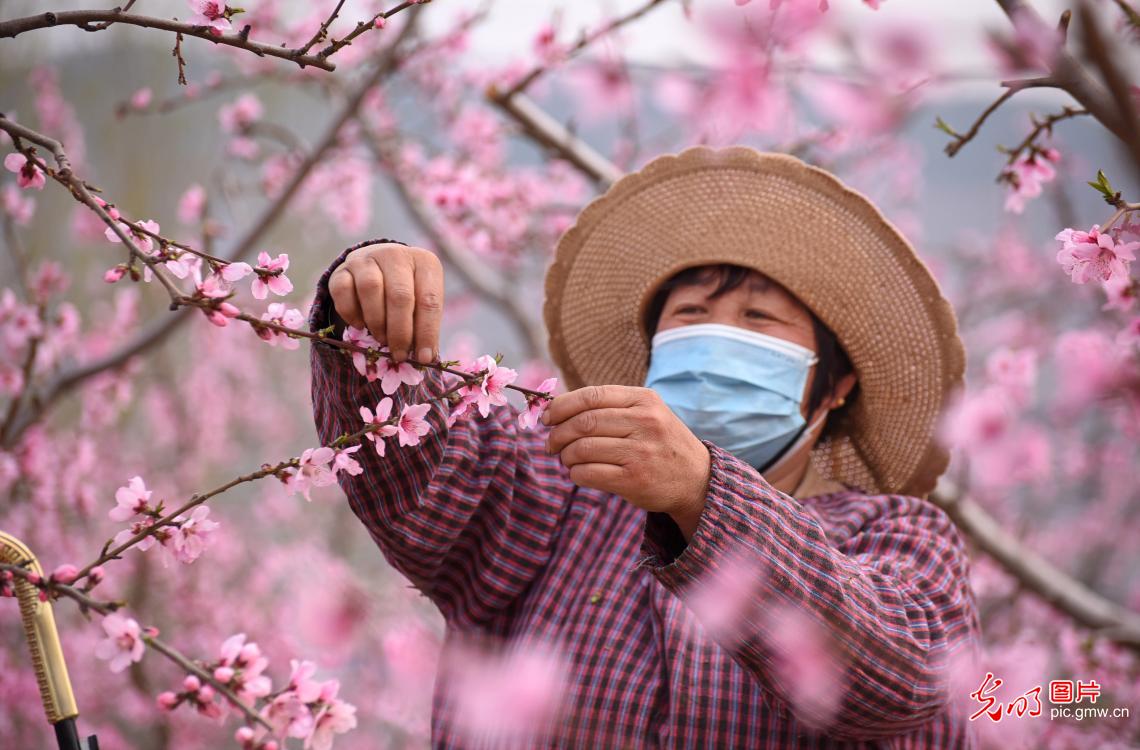 【组图】花开盛世：特色花果产业“闯出”乡村致富新路子