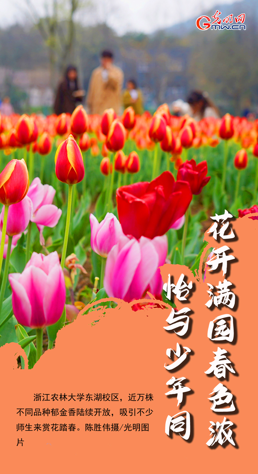 【组图海报】花开盛世：满园春色 各地高校尽显最美“花海”