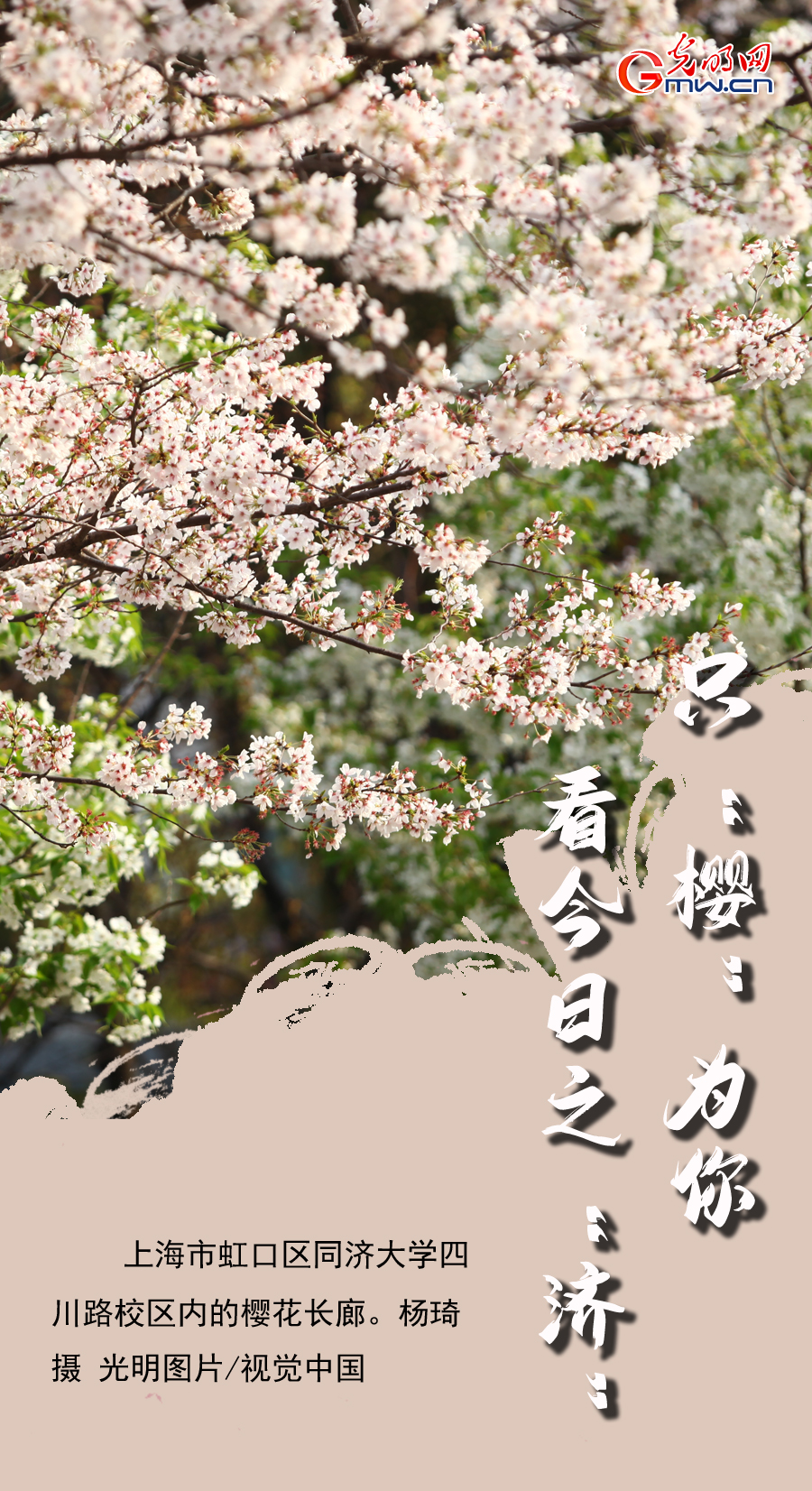 【组图海报】花开盛世：满园春色 各地高校尽显最美“花海”