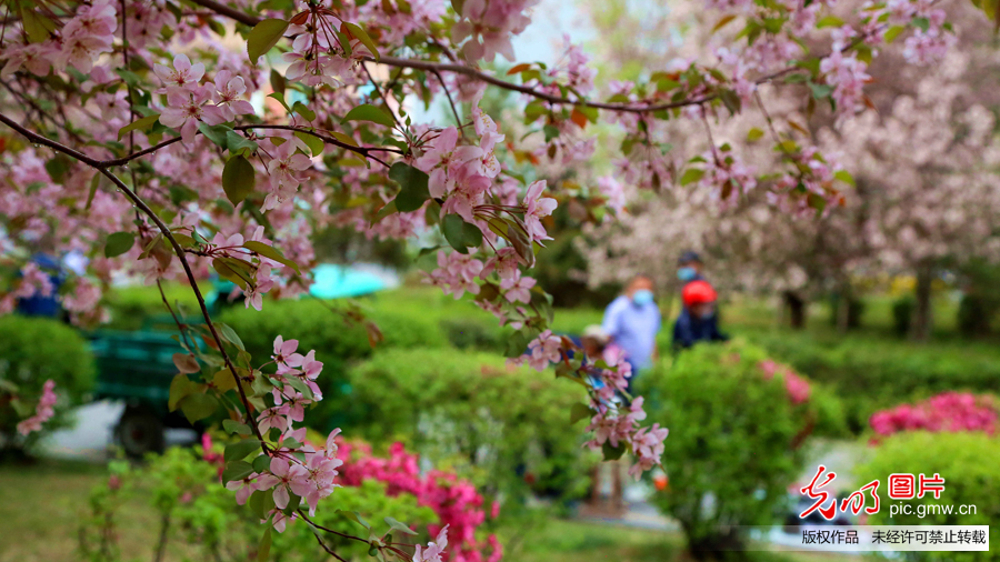 新疆昌吉市：粉色花海扮靓城市