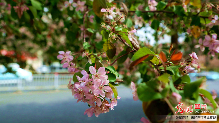 新疆昌吉市：粉色花海扮靓城市