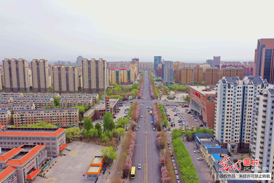 新疆昌吉市：粉色花海扮靓城市