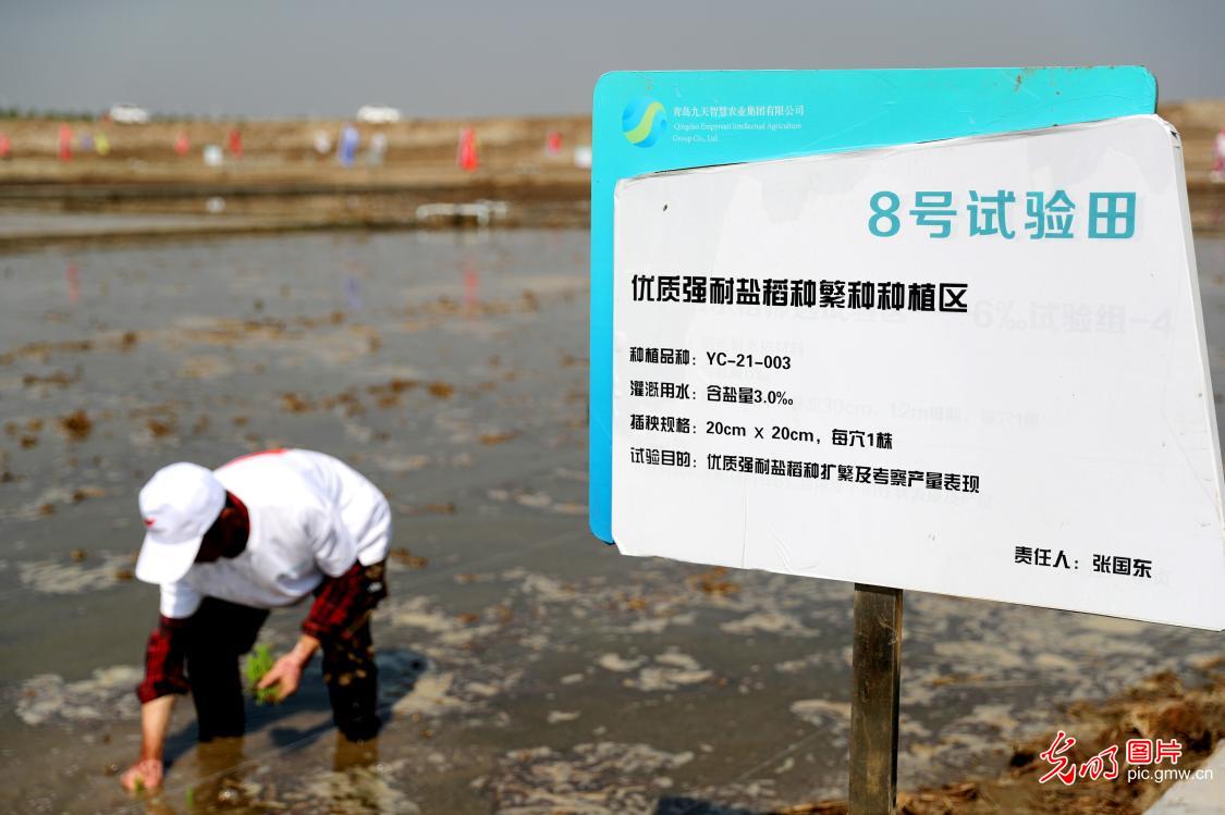 海水稻插秧节在全国多地开启