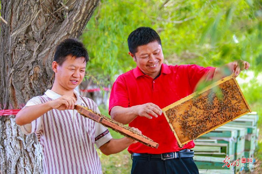 【我们的新时代】养蜂业酿出甜蜜新生活
